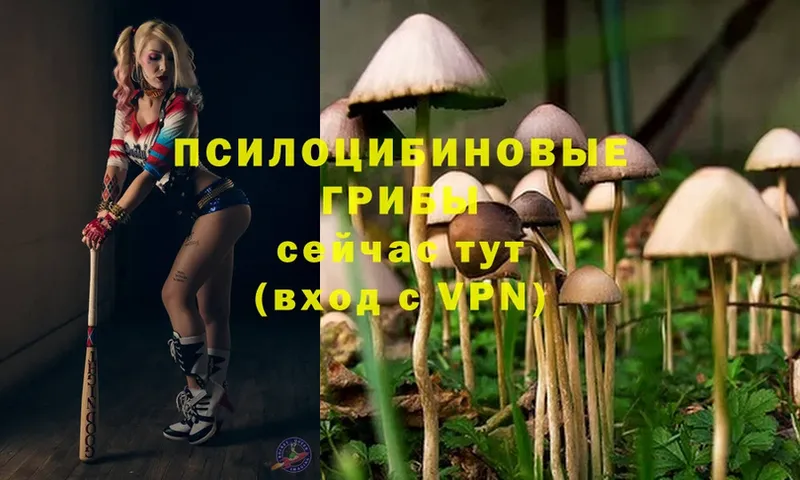 Галлюциногенные грибы Psilocybine cubensis  MEGA ONION  Протвино  купить  цена 